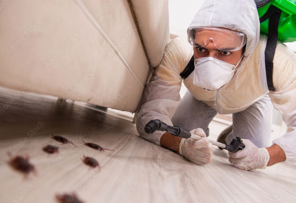 Kammerjäger der Nähe